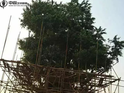 南昌水泥假树工程